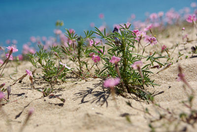 Close-up of flowers blooming on field