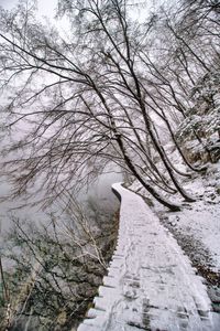 View of bird on snow covered tree