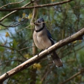 SPARROW PERCHING ON TREE IN FOREST