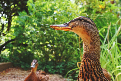 Close-up of a bird looking away