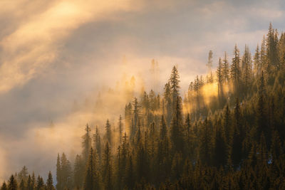 Abstract landscape with fog in the forest on the rodnei mountains