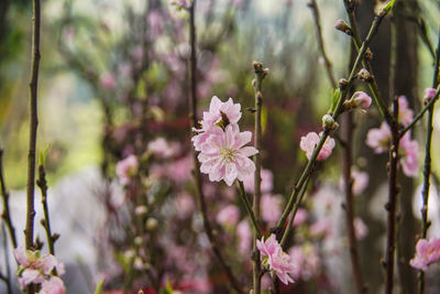 Close-up of pink cherry blossoms in spring