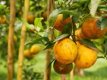 Selective focus of ripe oranges, tangerines, with its green leaves on its branches in an orchard