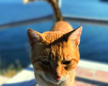 Close-up portrait of a cat