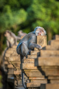 Monkey sitting on column