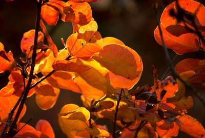 Close-up of orange leaves on plant during autumn