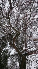 Low angle view of bird perching on tree against sky