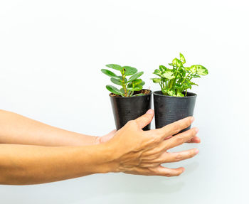Hand holding potted plant against white background