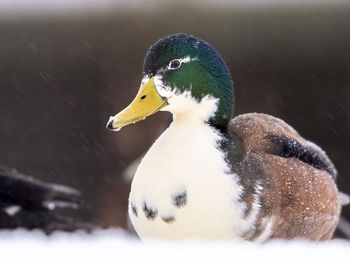 Close-up of duck swimming in snow