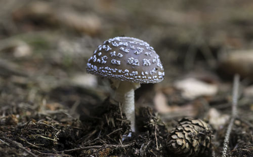 Close-up of mushroom on field