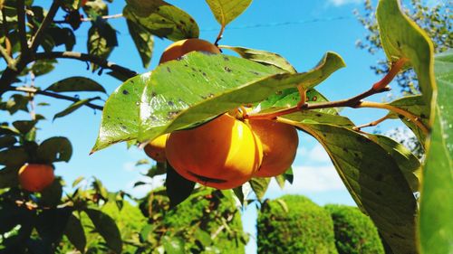 Low angle view of fruit growing on tree