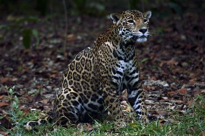 Jaguar relaxing on field