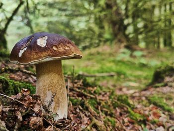 Close-up of mushroom growing on field