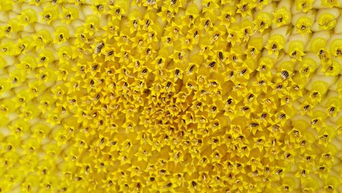 Full frame shot of yellow flowering plant