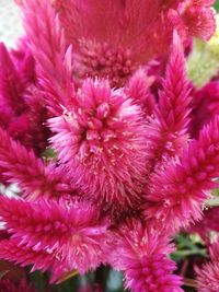 Close-up of pink flowers