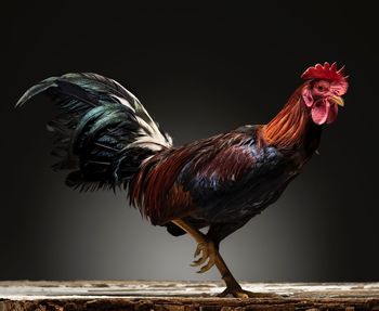 Close-up of rooster against gray background