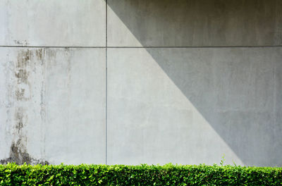 Plants growing on field by wall