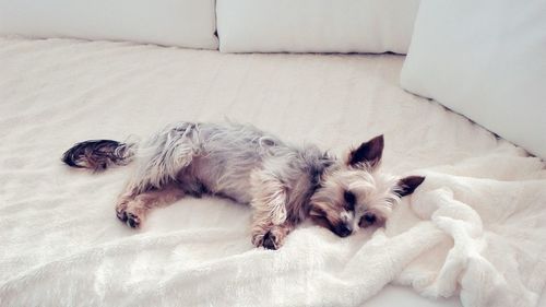 High angle view of dog lying on floor