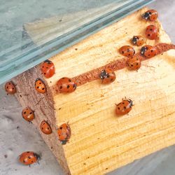 High angle view of crab on table