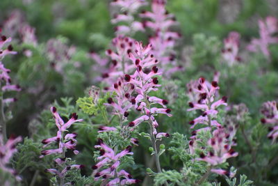 Close-up of pink flowering plants