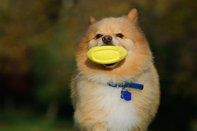 Dog carrying toy in mouth while running outdoors