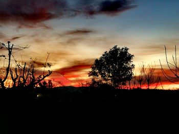 Silhouette trees on field against sky at sunset