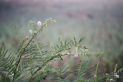 Close-up of flowering plant