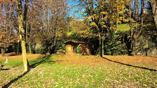 Trees in forest during autumn