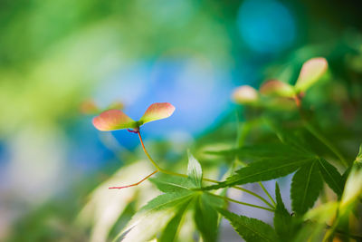 Close-up of plant