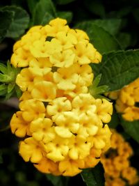 Close-up of yellow flowers blooming outdoors