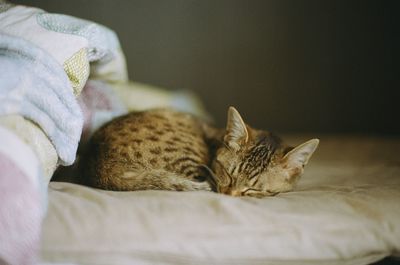 Cat sleeping on bed