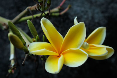 Close-up of yellow flowering plant in park