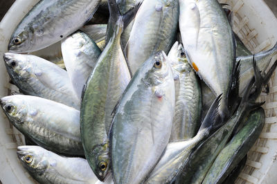 Directly above view of fish on display at fish market