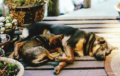 Close-up of a dog sleeping