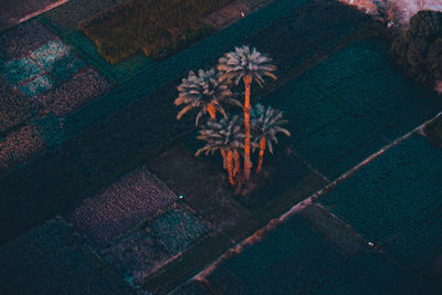 High angle view of plants