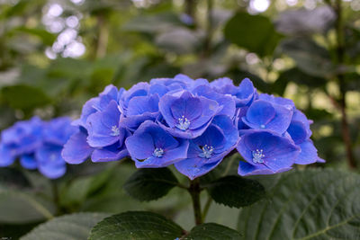 Close-up of purple flowering plant