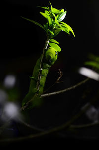 Close-up of caterpillar on plant at night