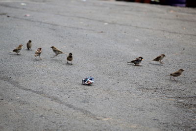 High angle view of birds on land