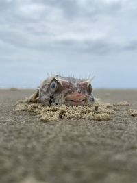 Close-up of lizard on sand