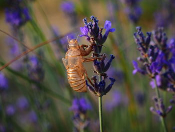 Close-up of honey bee on flower