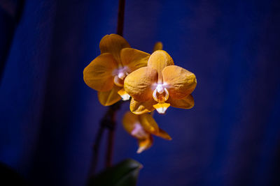 Close-up of purple flowering plant