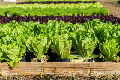 Rows of cultivated salad 