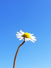 Close-up of white daisy against blue sky