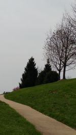 Trees and grass against sky