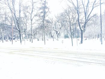 Snow covered trees