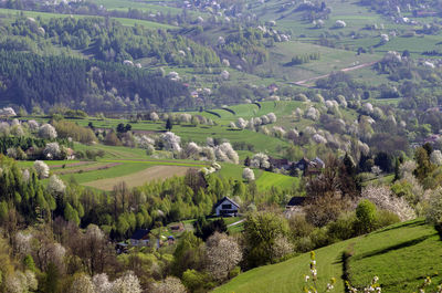 High angle view of agricultural field