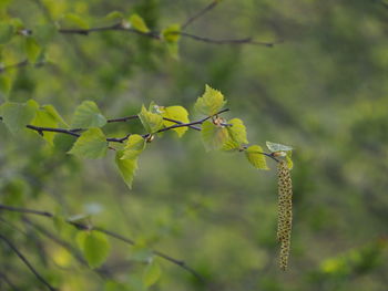 Close-up of flowering plant against tree