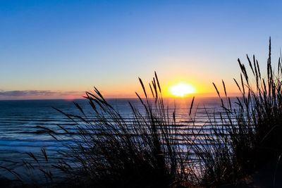 Silhouette plants on beach against sky during sunset