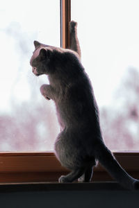 Cat sitting on window
