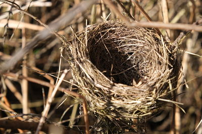 Close-up of bird nest